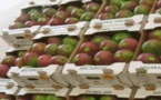 Filière de la mangue : le gouvernement veut en faire un levier de l’Economie.