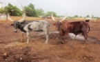 Abattage clandestin: un vieux de 70 ans arrêté à Kaolack