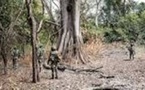Casamance : l’armée face aux trafics de cannabis et au pillage du bois
