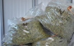 300 kg de drogue saisies, 3 personnes dont une femme arrêtées par l'OCRTIS