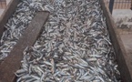 Joal-Fadiouth : un réseau de pêche illicite démantelé, 15 charrettes de sardinelles juvéniles interceptées