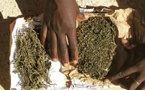 ​Trafic de drogue : un individu interpellé avec 2 kg de chanvre indien à Kaolack