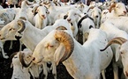 Tabaski 2026 : le besoin en moutons de la région de Kolda estimé à 25 000 têtes