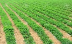 Hivernage 2026 : Le Chef de l'État ordonne une préparation anticipée de la campagne agricole