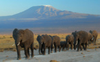 ​Washington interdit le commerce de l’ivoire pour sauver les éléphants d’Afrique