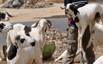 Sénégal : La fête de la Tabaski sera célébrée le 28 mai 2026