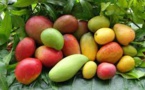 Semaine de la mangue : Le Sénégal plébiscité pour présider l’ARMAO