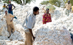 Filière textile : L’égrenage de coton bondit de 51,3 % et booste la souveraineté industrielle