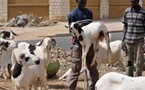 Sénégal: Bassirou Bâ alerte sur les risques d'une «fête de Tabaski catastrophique dans les villages» cette année