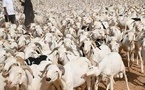 ​Tabaski 2026 : près de 250 000 moutons déjà entrés au Sénégal via la Mauritanie