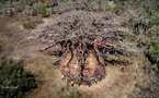 Madagascar: le plus gros baobab jamais répertorié sur la Grande Île est en train de mourir