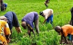 Modernisation agricole : Un plan de mécanisation en marche pour soutenir l'autosuffisance alimentaire au Sénégal