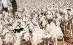 Tabaski 2026 : une suroffre de moutons explique les invendus, selon le Directeur de l’Élevage 