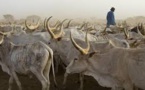 Sédhiou: prés de 1.064 bœufs volés dans le Balantacounda
