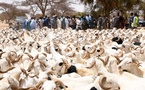 ​Tabaski 2026 : 143 497 moutons invendus malgré une offre record