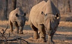 Le rhinocéros noir fait son retour au Zimbabwe après trente ans d'absence