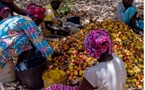 A Goudomp, la récolte de noix de cajou alimente une migration pendulaire vers la Guinée-Bissau (REPORTAGE)