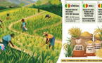Riz : État des lieux et prévisions au Sénégal, au Mali et en Guinée
