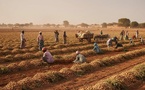 ​Campagne agricole 2026 : Kaolack a déjà reçu plus de 42 % de son quota de semences d’arachide