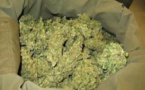 Ouakam-62 Kg de chanvre indien saisis sur deux personnes