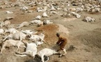 Kaffrine : plus de 250 moutons retrouvés morts, les éleveurs suspectent un aliment de bétail contaminé