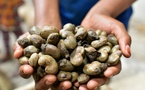 La Chine simplifie l’accès à son marché pour les noix de cajou africaines