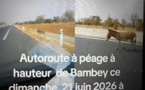 Bambey : la présence récurrente d'animaux en divagation sur l'autoroute Ila Touba signalée ce dimanche
