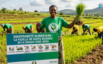 ​Riz : comment la CEDEAO compte atteindre l'autosuffisance d'ici 2035