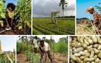 Souveraineté alimentaire : l’ENSA et le PRODAC s’allient pour booster l’innovation agricole au Sénégal