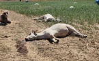 Kaffrine : 22 vaches tuées par une intoxication au sorgho à Simbara