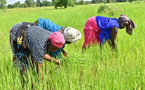 Souveraineté alimentaire : un programme de 150 milliards de FCFA lancé