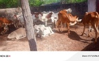 Casamance : neuf organisations paysannes reçoivent une quarantaine de bœufs pour renforcer l'autonomisation économique des jeunes et des femmes