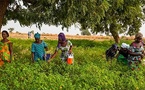 ​Podor : les termites menacent les récoltes, plus de 300 femmes maraîchères appellent la SAED à l'aide
