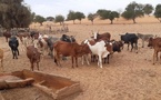Fièvre de la Vallée du Rift : Une réponse coordonnée pour sécuriser l’élevage en Afrique de l’Ouest