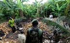 La Côte d’Ivoire lance un recensement national des plantations forestières