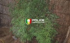 Saisie de cannabis à domicile : un individu arrêté à Diourbel