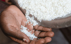 Aflatoxines dans le riz : le ministère de l'Industrie et du Commerce dément toute contamination généralisée