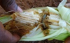 Kédougou : la DRDR dresse un bilan encourageant de la campagne agricole malgré la présence de chenilles légionnaires