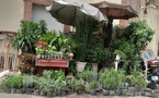 Marché Kermel : La dure bataille des fleuristes face aux caprices de la météo