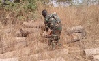 Lutte contre le trafic de bois : La Zone militaire n°5 saisit plus de 80 billons de teck en Casamance (Dirpa)