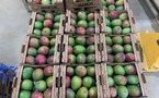 ​Exportations de mangues : La DPV met un terme à la saison 2026 sur fond de succès phytosanitaire