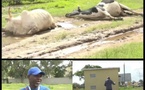 Ziguinchor : des vaches électrocutées, les éleveurs dénoncent un danger public et interpellent la Senelec