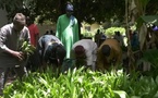 Kolda: 3 000 jeunes plants de palmier à huile sauvage pour restaurer l’écosystème et soutenir les populations