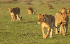 Journée mondiale du Lion : l’ONU appelle à faire face «aux menaces qu’affronte cette majestueuse espèce»