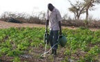 Risques climatiques : L'ANACIM mise sur des prévisions axées sur les impacts agricoles