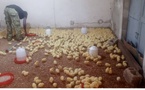 ​Kolda : des jeunes et des femmes de Guiro Yoro Salman se lancent dans l’aviculture