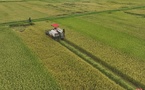 Riziculture : 85 % des récoltes déjà effectuées à Dagana