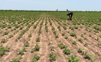 Sénégal : Plus de 3 000 agriculteurs du bassin arachidier couverts par une assurance agricole