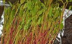 Trafic international : 1.103 kg de khat en provenance du Sénégal saisis aux Etats-Unis