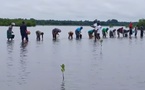 ​Sédhiou : les communautés de Bouno se mobilisent pour restaurer la mangrove